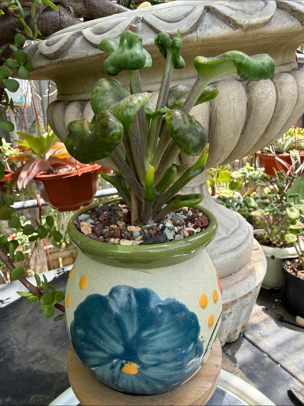 Extremely Rare & Exotic Live Succulent Plant in pot “Kalanchoe Angel Trumpet”